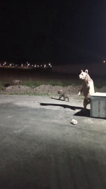 Kars’ta 1 kişi ayı saldırısından son anda kurtuldu