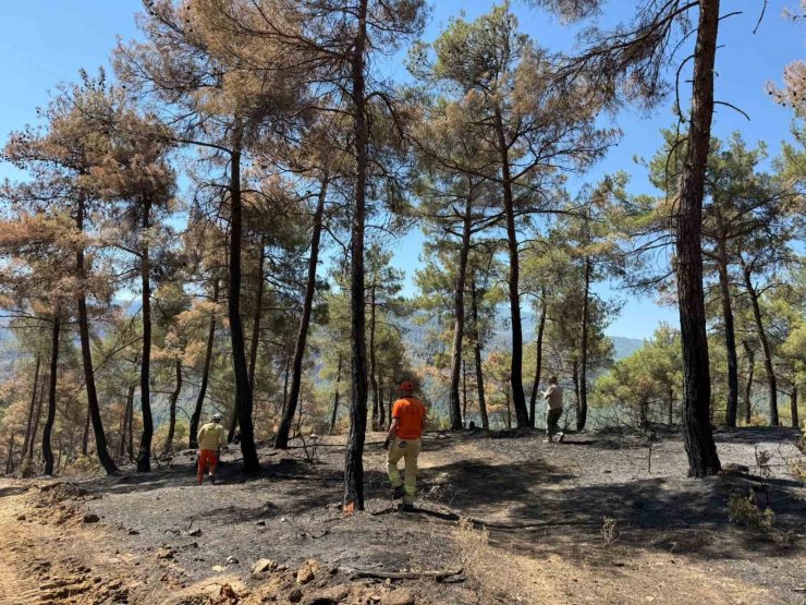 Taraklı’da yanan ormanlık alan yeniden hayat bulacak