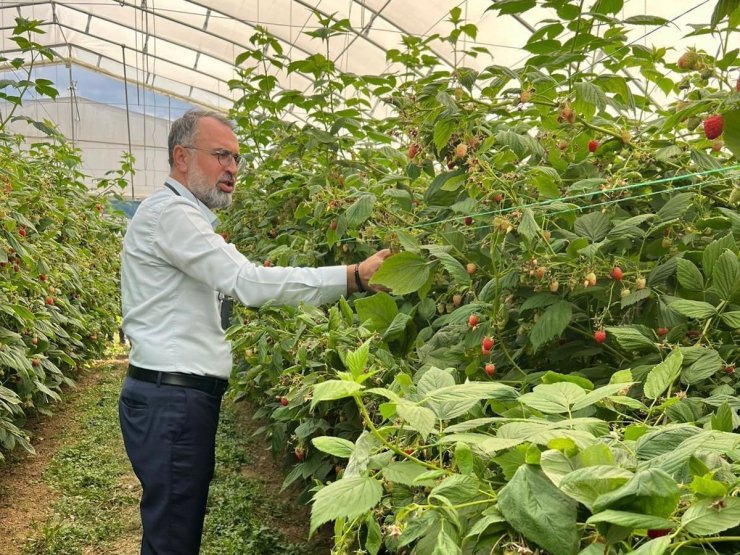 Uludağ’dan Sırbistan’a ahududu üretiminde uluslararası işbirliği adımı
