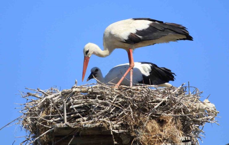 Yaren leyleği kıskandıracak Leylek Köyü