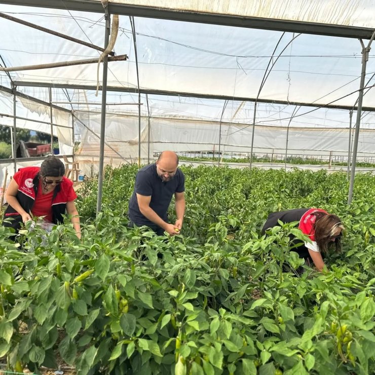Edremit’te hasat öncesi pestisit numunesi alındı