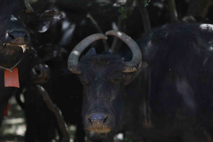 Boynuzları kalp şeklinde olan manda dikkat çekiyor