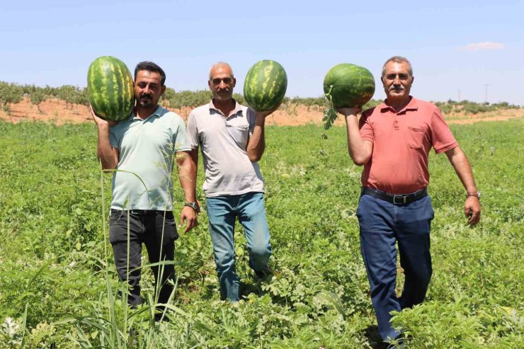 Türkiye’nin en lezzetli karpuzlarından biri Şanlıurfa’da yetişiyor