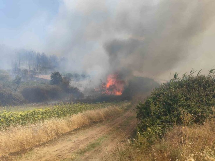 Tekirdağ’da orman yangını