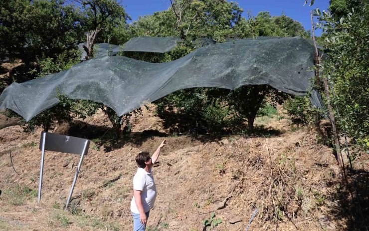 Geçen yıl toplanmayan meyveler bu yıl kıt olunca koruma altına alındı