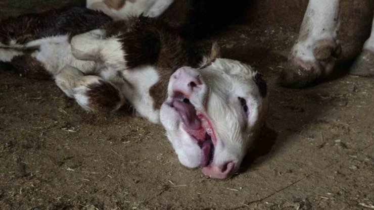 Malatya’da çift başlı doğan buzağı şaşırttı