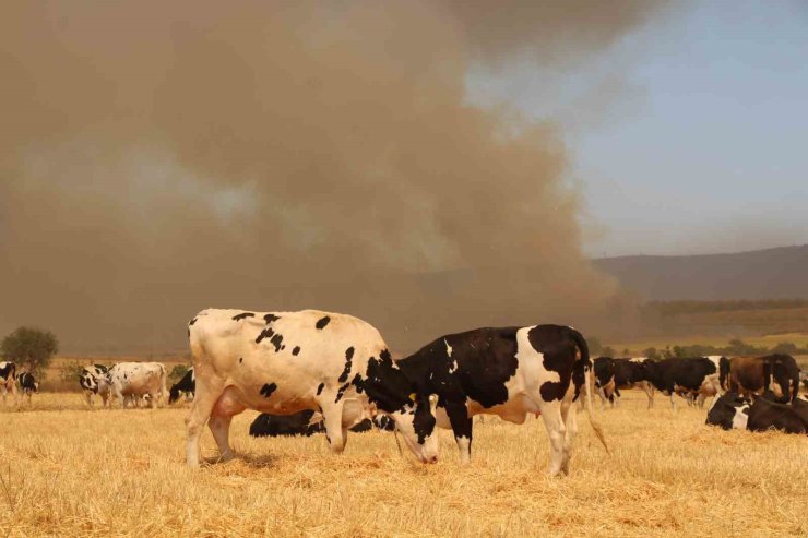 Çanakkale’deki yangında köylüler hayvanlarını korumak için tarlalarda bekletiyor