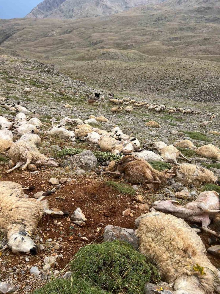 Tunceli’de yıldırım isabet eden 200 koyun telef oldu