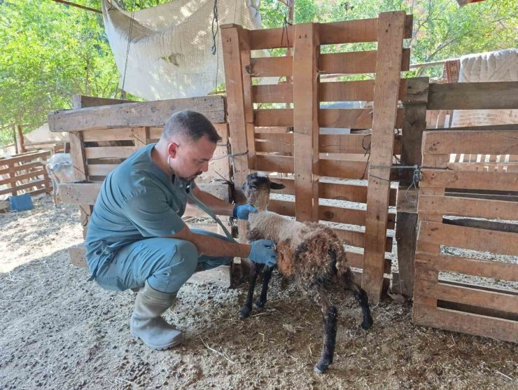 Söke’de küçükbaş hayvanlar küpelendi