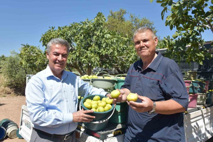 Buharkent’te taze incir hasadı başladı