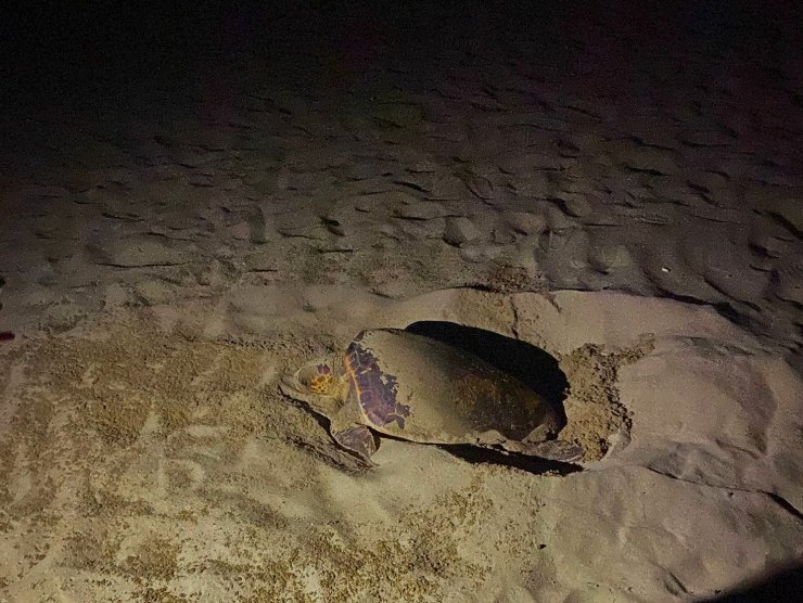 EKODOSD’tan Caretta Caretta uyarısı