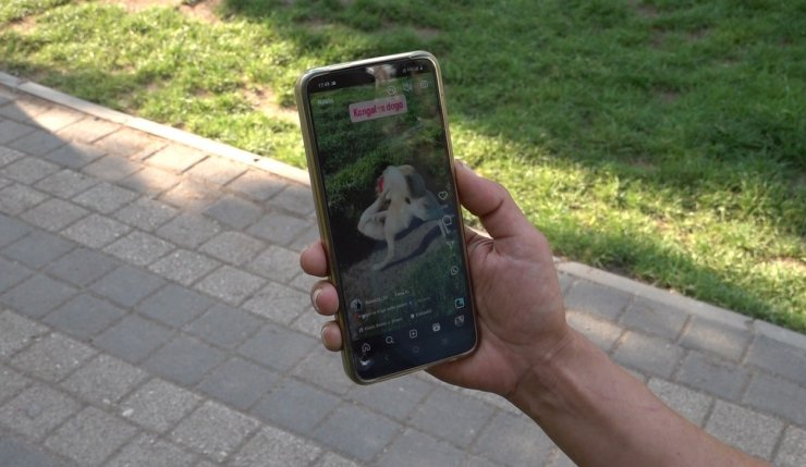 Köpeklerin dövüştürüldüğü video tepki topladı