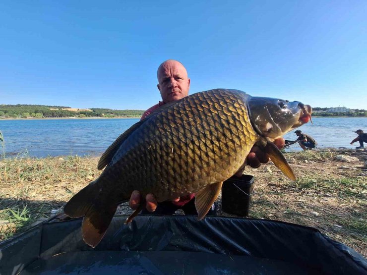 Yakalandıkları devasa sazanları yeniden suya bıraktılar