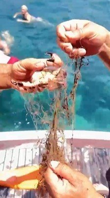 Alanya’da ağa takılan yengeçler kurtarıldı