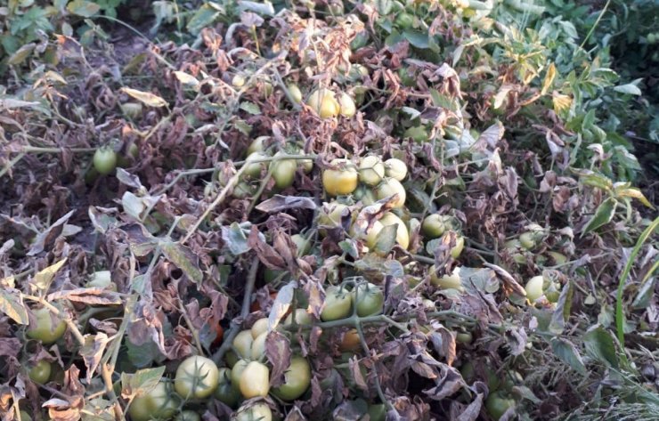 Manisa’da üreticilere ‘pas akarı’ uyarısı