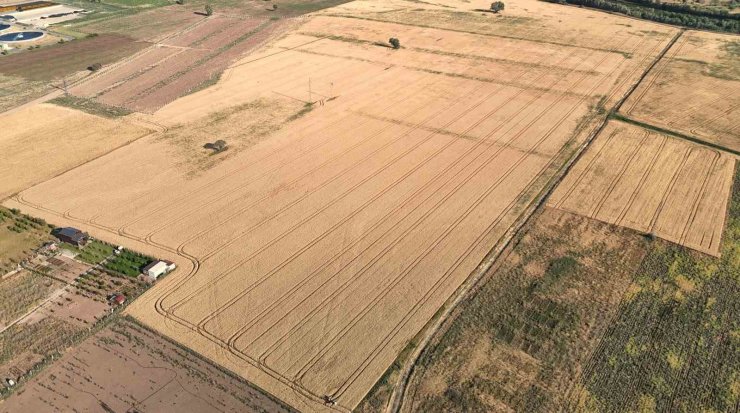 Melezlerden elde edilen 4 çeşit buğday, hasat için gün sayıyor