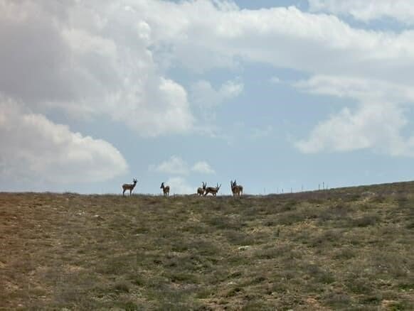 Dağların eşsiz tırmanıcıları bozkırda poz verdi