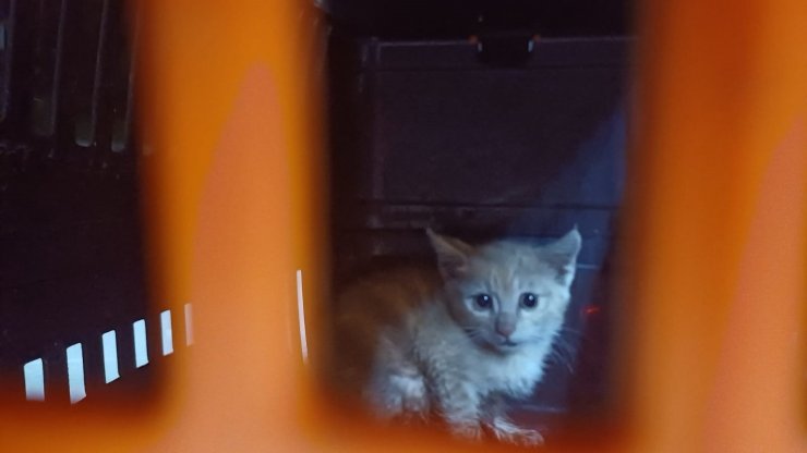 Kanalizasyona düşüp 2 gündür kurtarılmayı bekleyen yavru kedi için seferber oldular