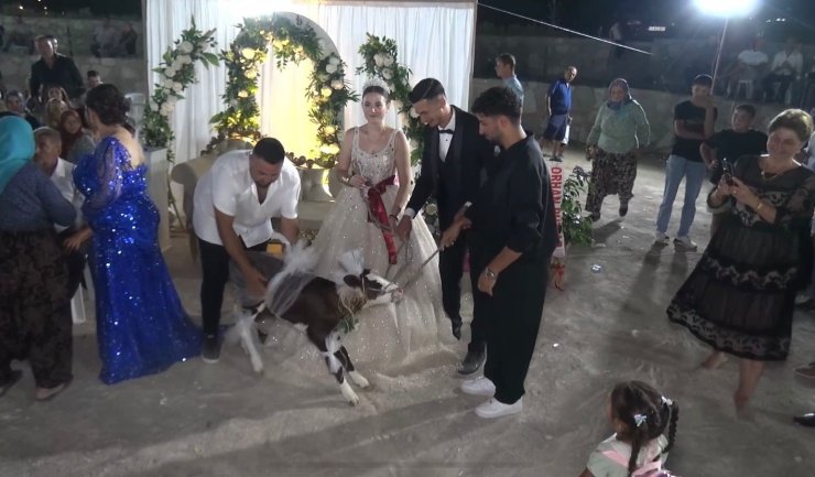 Çanakkale’de gelin ve damada buzağı hediye edildi