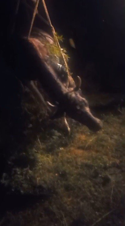 Kars’ta kayalıktan düşen inek kurtarıldı