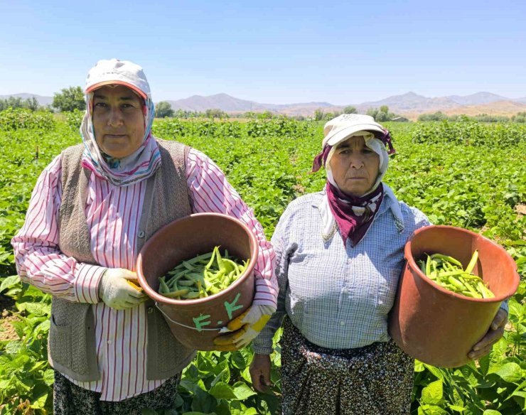 Hasadı başlayan fasulyenin kilogramı 15-20 TL’den satılıyor