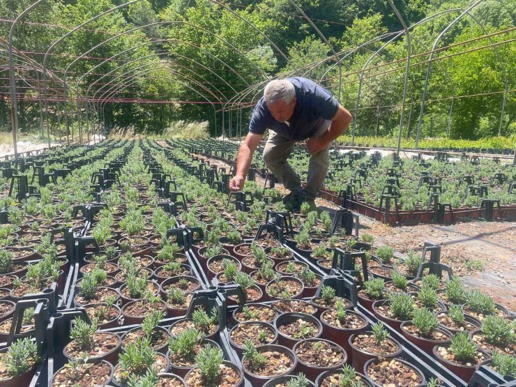 Uludağ etekleri lavanta kokacak