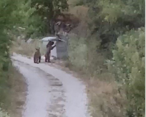 Köye inen ayıları "Gülümseyin çekiyorum" diyerek cep telefonuyla kaydetti