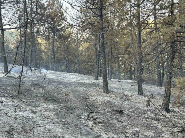 Uşak’taki orman yangını kontrol altında