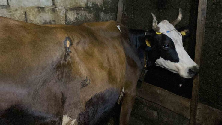 Artvin’de ayı saldırısı: Köylülerin müdahalesiyle inek kurtarıldı