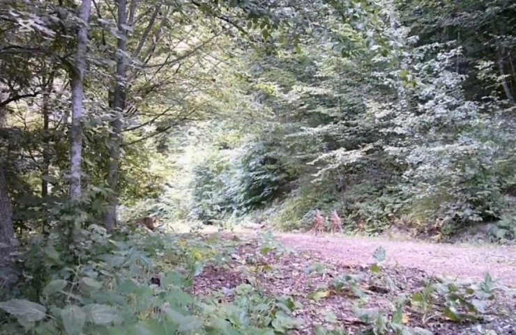 Anne ve yavru karacalar orman turunda fotokapana yansıdı