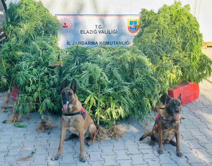 Elazığ’da jandarma, uyuşturucu satıcılarına göz açtırmıyor