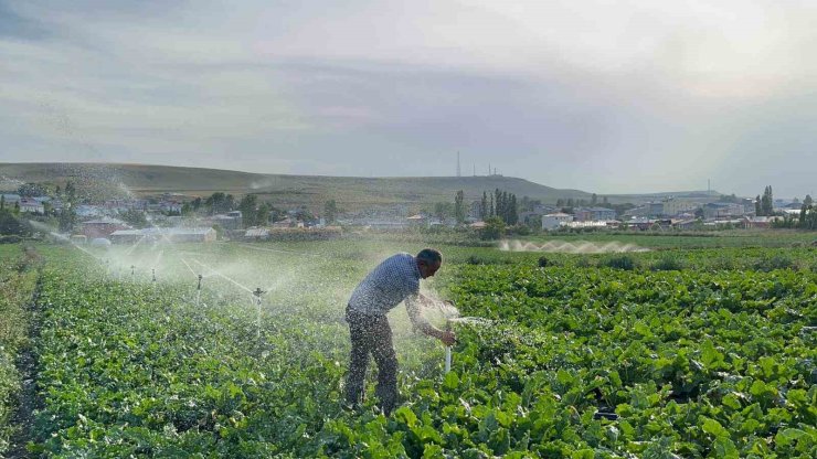 Karslı çiftçi baba çocuklarını okutmak için pancar ekiyor