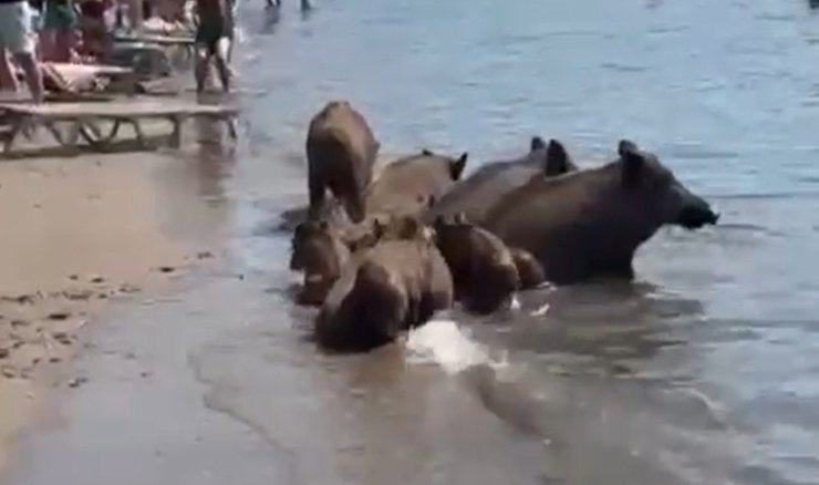 Marmaris’te yaban domuzları denize girerek serinledi