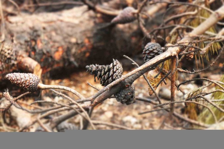 Orman yangınında alevlerin arasında kalan kadın böyle kurtarılmış