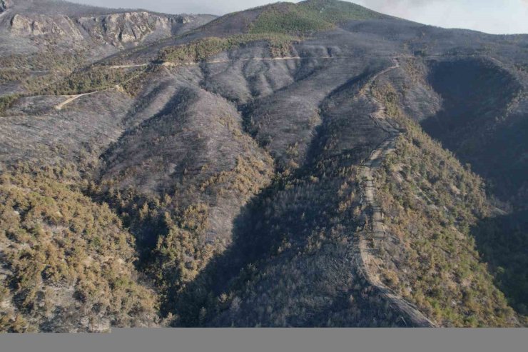 Sakarya’da dumanlar dağıldı, yangının hasarı ortaya çıktı