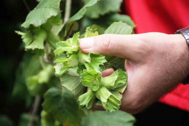 Zirai don, fındık üretiminde Samsun’u Türkiye 1’incisi yapacak