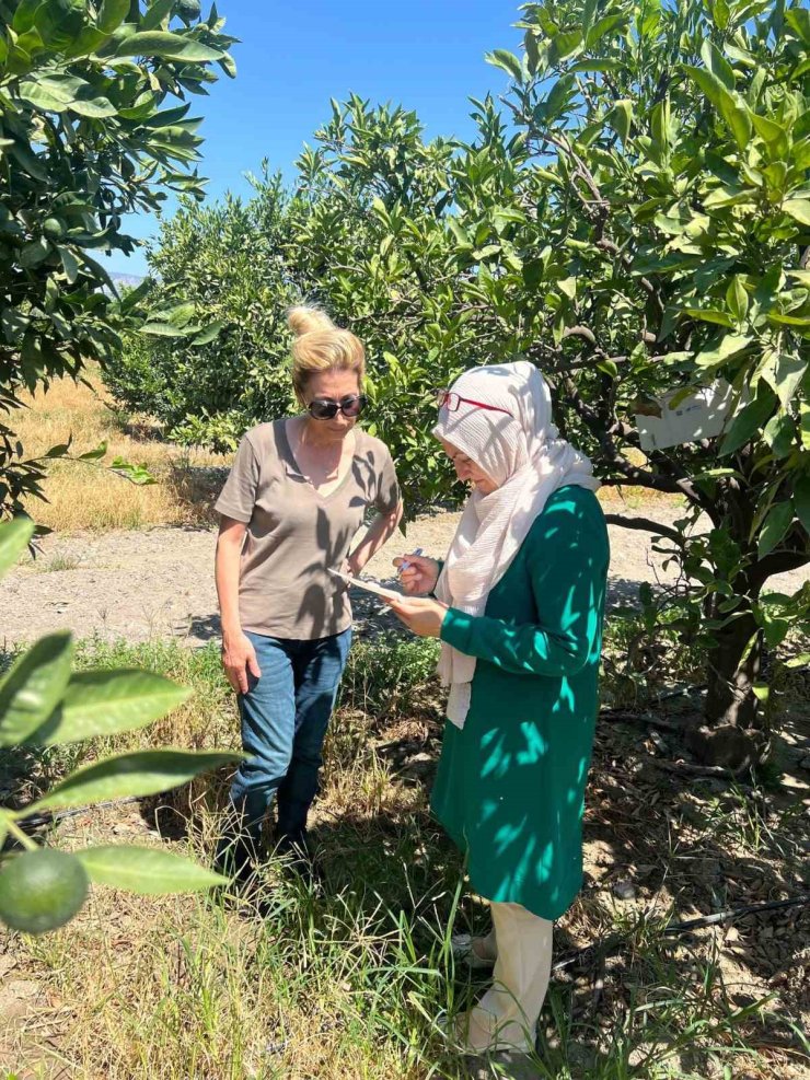 Söke’de tarla ve bahçelerde zararlı kontrolleri gerçekleştirildi
