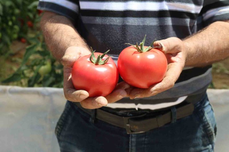 70 derecede Türkiye’nin en lezzetli domatesleri Eskişehir’de yetişiyor