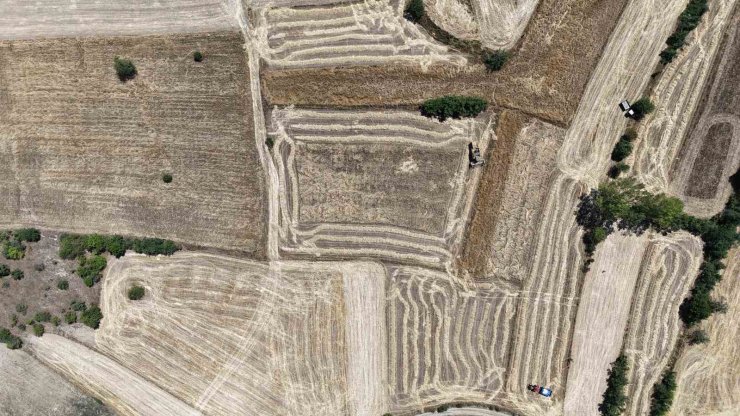 Buğdayın atası ‘siyez’de hasat dönemi başladı