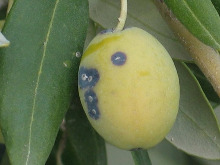 Zeytin üreticilerine ‘Zeytin Kabuklu Biti’ uyarısı