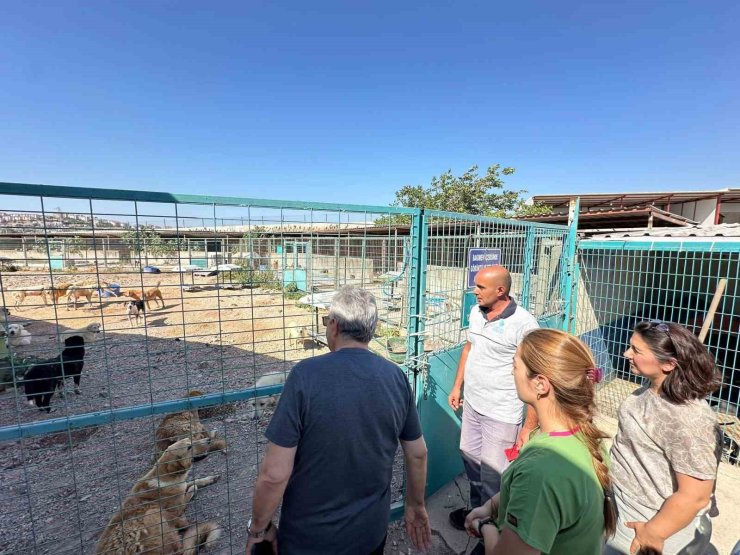 Bandırma Belediyesi’nden sokak hayvanları için yeni yaşam alanı çalışması