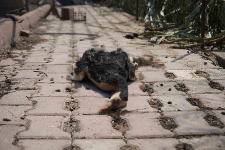 Bilecik’teki orman yangını ardında üzücü görüntüler bıraktı