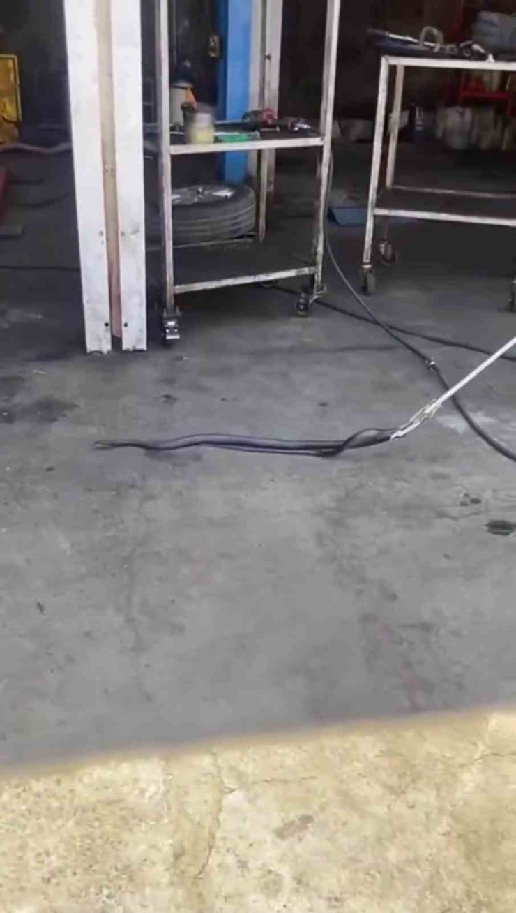 Bingöl’de tamirciye giren yılan paniğe neden oldu