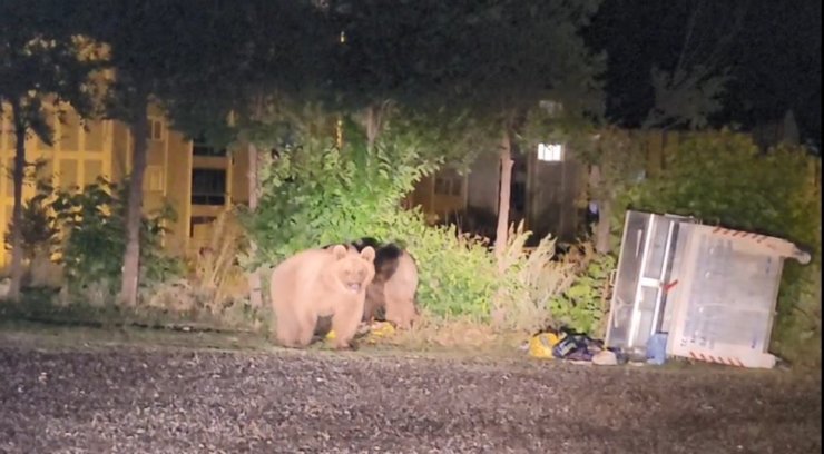 Sarıkamış’ta ayılar caddelerde cirit atıyor