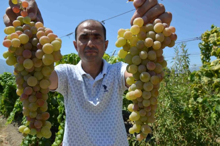 Manisa’da ’çilek uzümü’ hasadı başladı