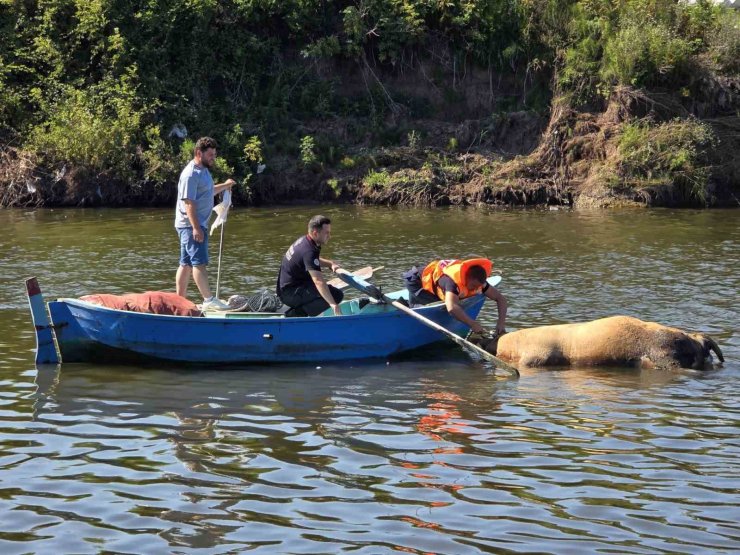 Irmağa düşen büyükbaş hayvan telef oldu