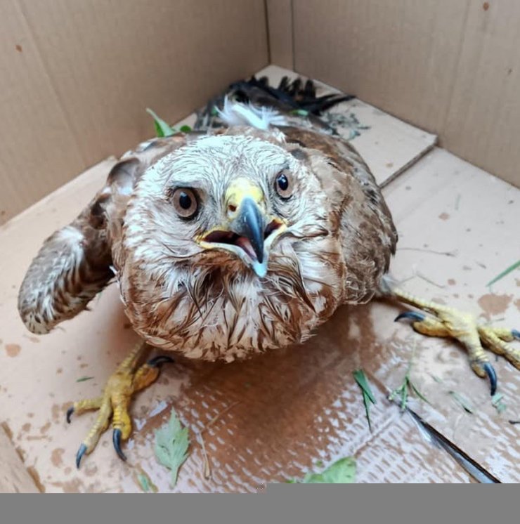 Bitkin haldeki doğan tedavi altına alındı