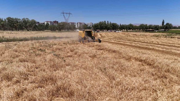 Türkiye’nin tahıl ambarında hasat başladı, çiftçinin yüzü güldü
