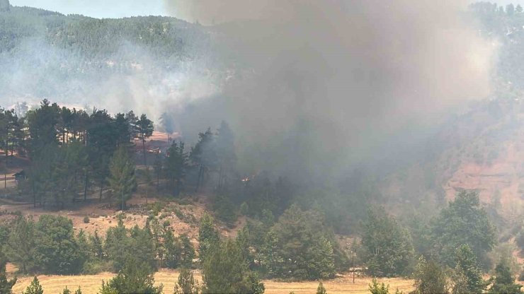 Denizli’de orman yangını