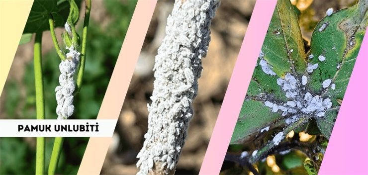 Pamuk üreticilerine ’unlu bit’ uyarısı